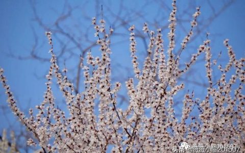 写樱花的作文300字左右三年级（写樱花的作文500字）