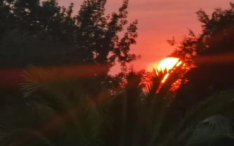 朝花夕拾的好词好句摘抄，朝花夕拾的好词好句摘抄笔记