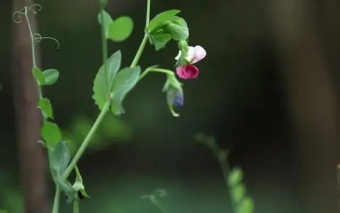 兼葭秋水是什么意思，兼葭秋水是什么意思打一肖