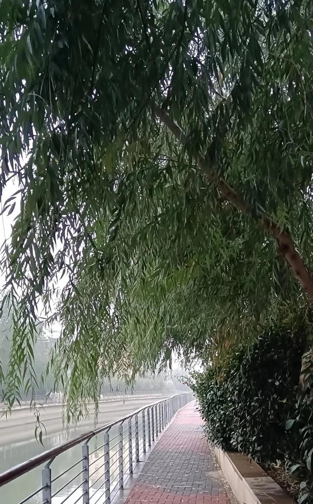 你在雨中散过步吗有什么感受呢，雨中散步的感觉,别有一番滋味!！