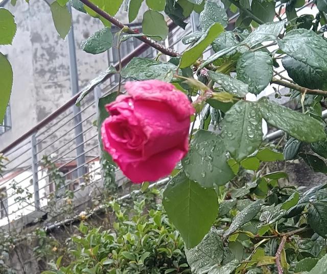 你在雨中散过步吗有什么感受呢，雨中散步的感觉,别有一番滋味!！