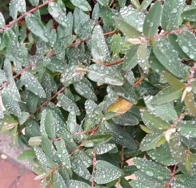 你在雨中散过步吗有什么感受呢，雨中散步的感觉,别有一番滋味!！