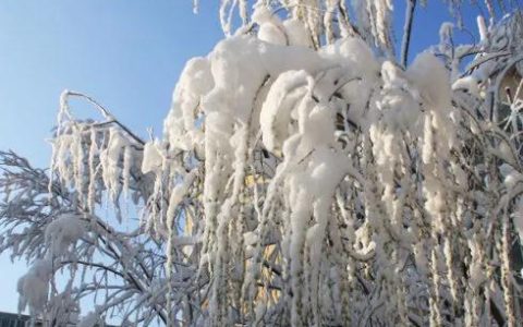 关于初雪的诗句古诗大全，初雪古诗全首